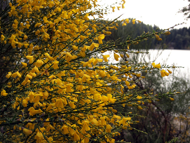 Flores, Bahía Manzano, Neuquén