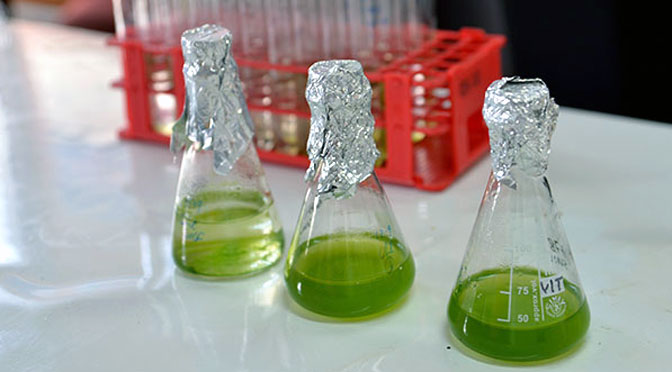 Las microalgas que detectan contaminación ambiental y dan vida