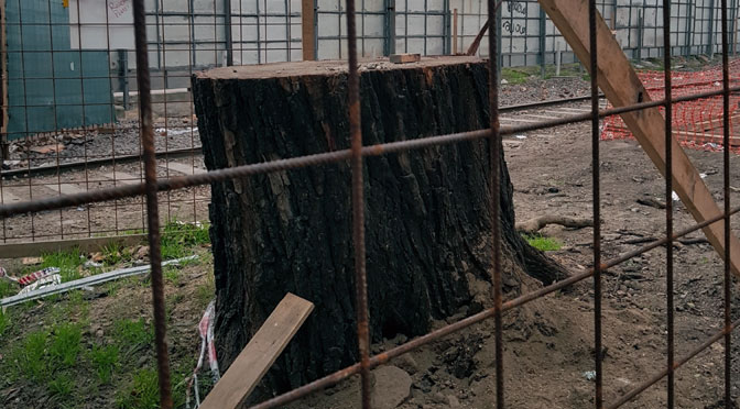 El árbol encarcelado del «paseo del bajo» de Buenos Aires