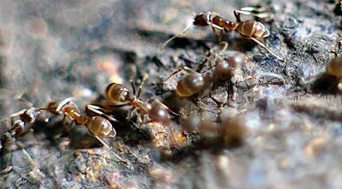 Las decisiones de las hormigas