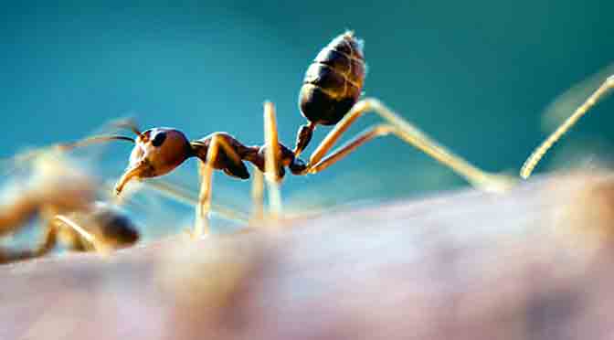 Hormigas argentinas que conquistan el mundo
