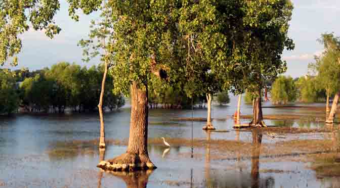 Los árboles anegados por el río Misisipi en Algiers
