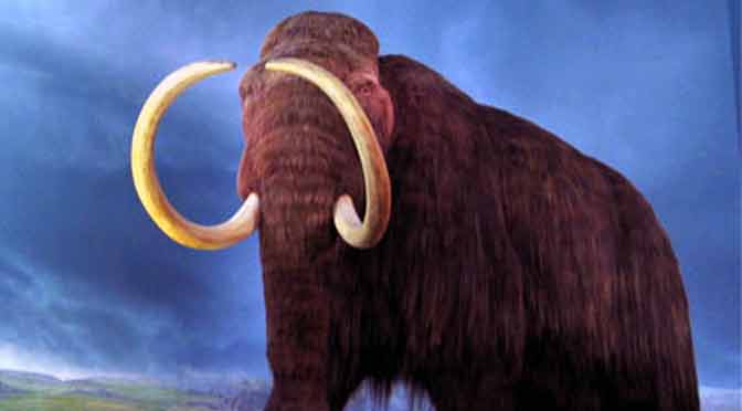 Científicos logran reactivar células de un mamut de hace 28.000 años