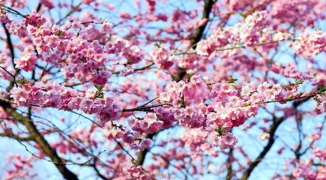 Los maravillosos cerezos en flor de Japón abren el tiempo del «hanami»