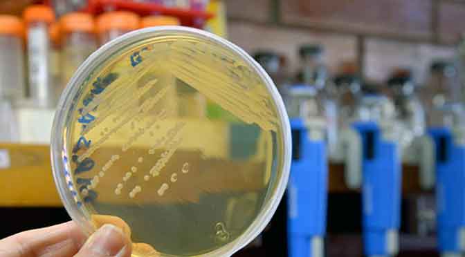 Bacterias probióticas: un «lazo» saludable