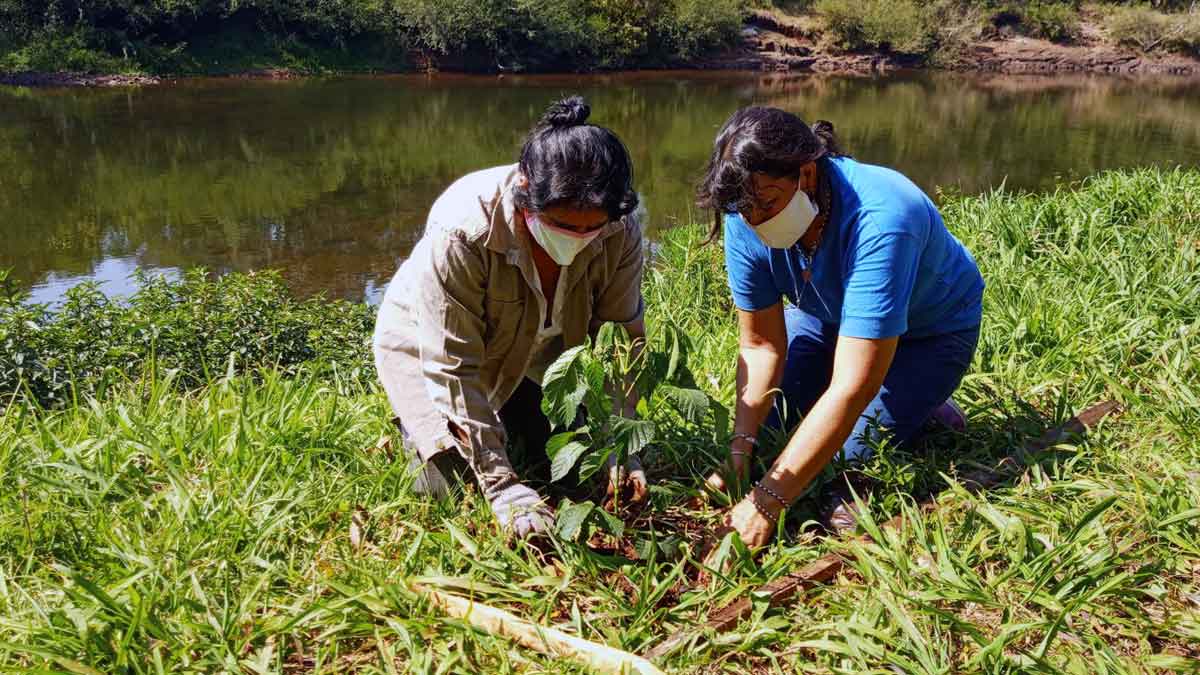 Hora de Obrar convoca a donar árboles para reforestar Misiones