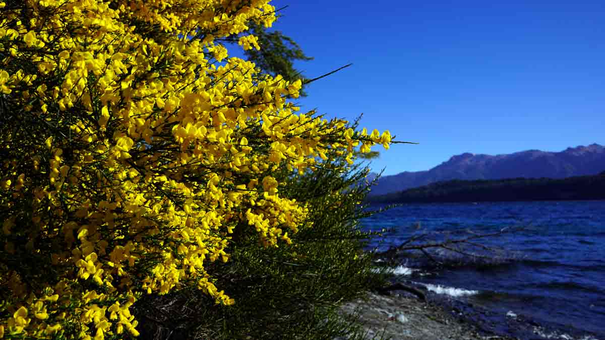 Flores en primavera en Villa La Angostura desde una Sony Alpha 7 III