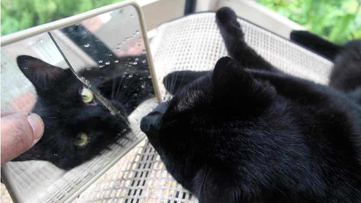 supersticiones gato negro espejo roto