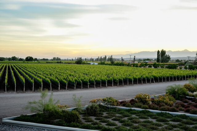 ICBC Vinos y finanzas Mendoza