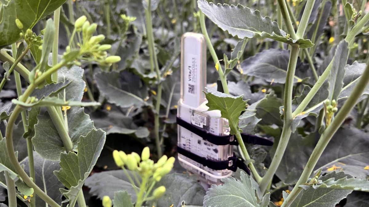 Biosensor Vita de Vivent Biosignals 