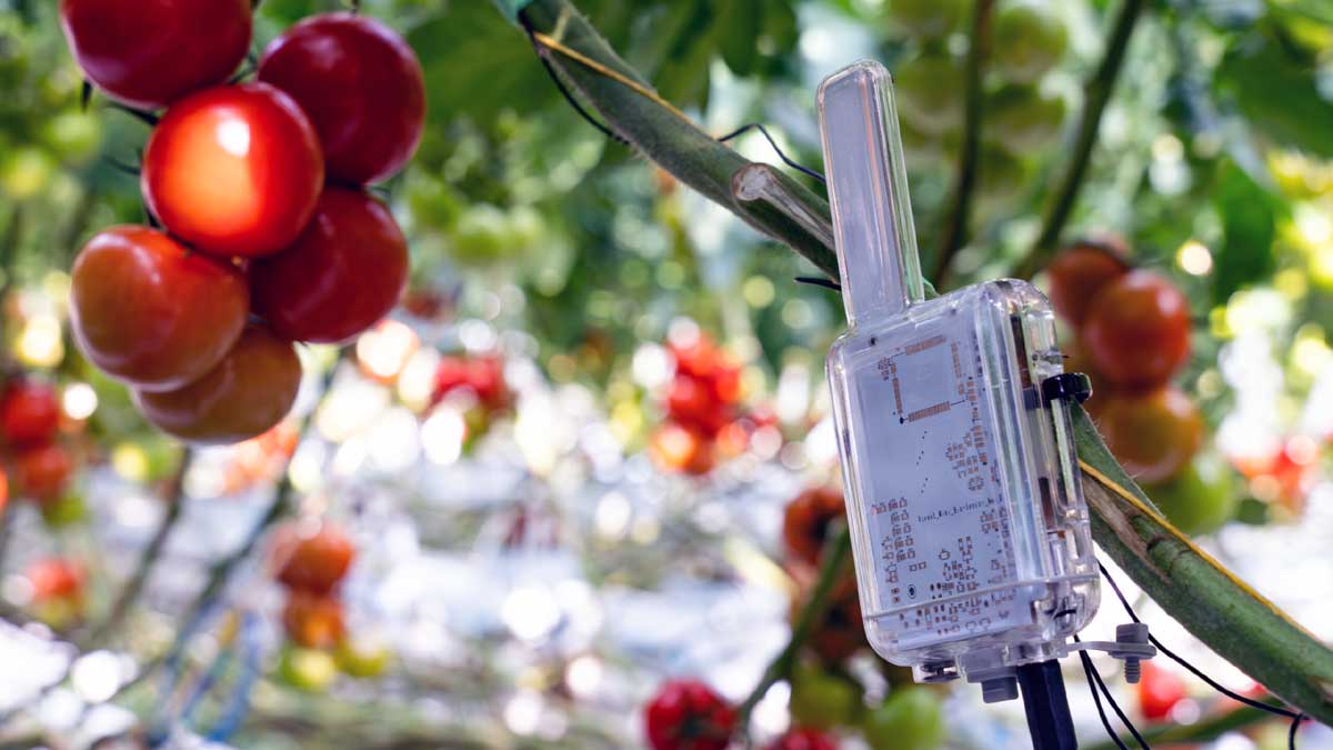 Biosensor Vita de Vivent Biosignals 